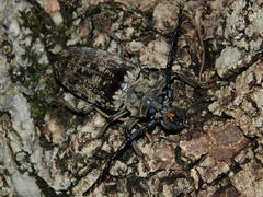 Tithoes frontalis