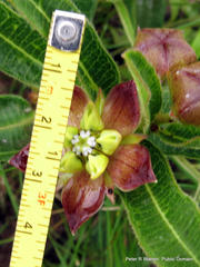Pachycarpus concolor