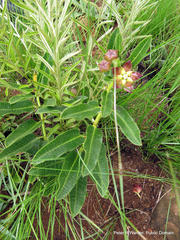 Pachycarpus concolor