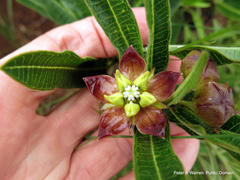 Pachycarpus concolor