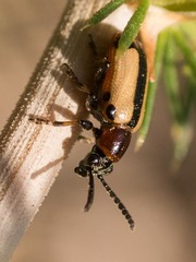 Crioceris paracenthesis