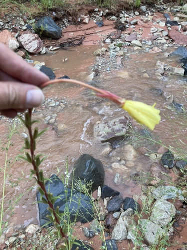 Image of Oenothera longissima by no rights reserved
