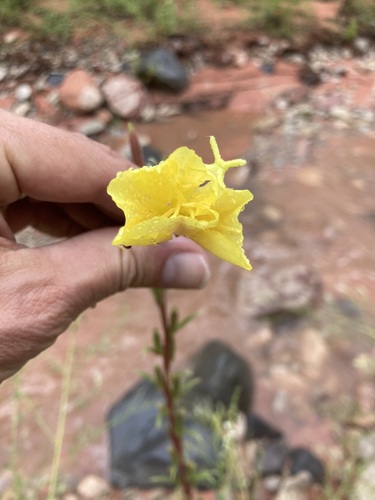 Image of Oenothera longissima by no rights reserved