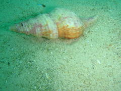 Africofusus ocelliferus