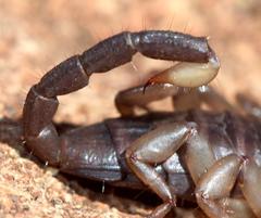 Opisthacanthus validus