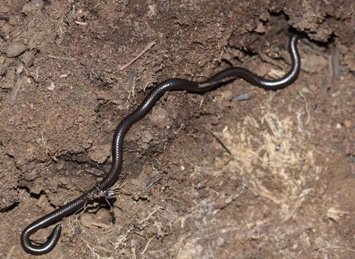Photo of a Cape Thread Snake (conjunctus) (Leptotyphlops conjunctus)