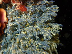 Virididentula dentata