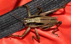 Alfredectes semiaeneus