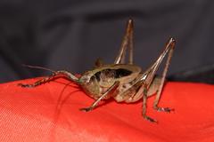 Alfredectes semiaeneus