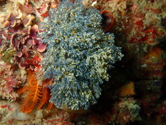 Virididentula dentata