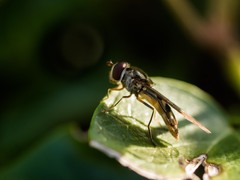 Meliscaeva auricollis
