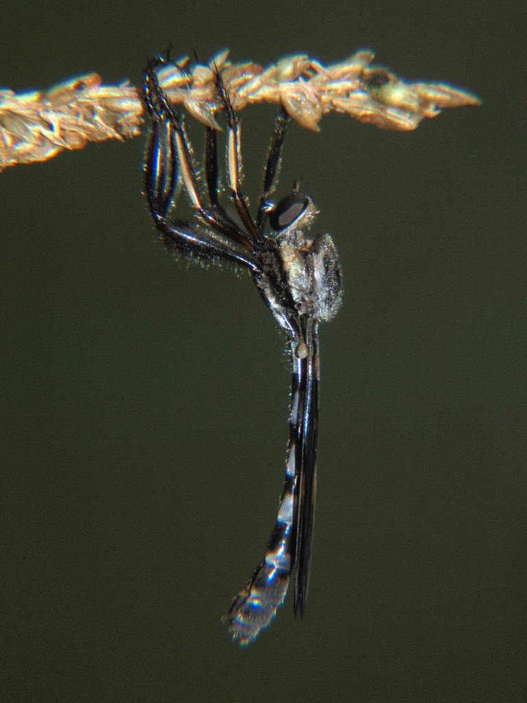 Lasiocnemus obscuripennis
