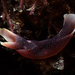 迷人美麗海蛞蝓 - Photo 由 Robin Gwen Agarwal 所上傳的 (c) Robin Gwen Agarwal，保留部份權利CC BY-NC