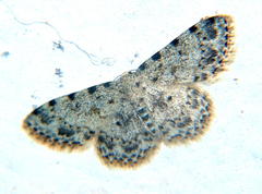 Scopula nigrinotata