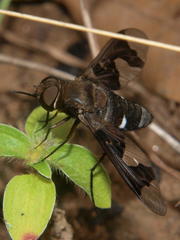 Litorhina