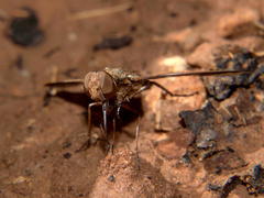 Litorhina nyasae