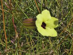 Melasma scabrum scabrum