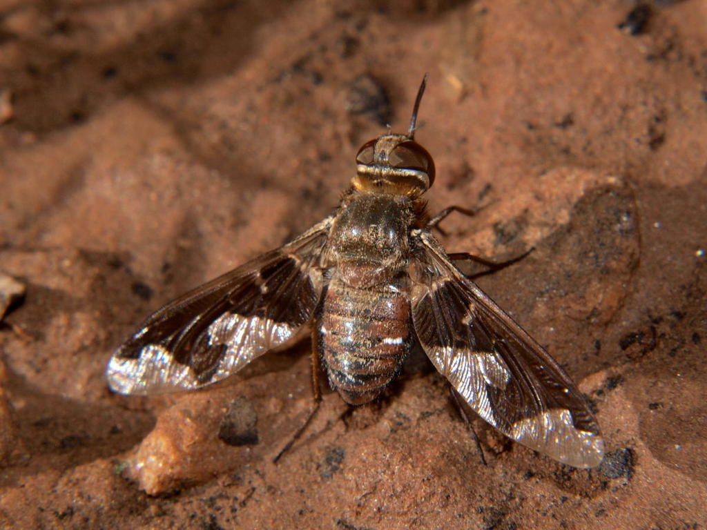 Litorhina nyasae