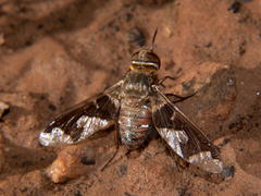 Litorhina nyasae