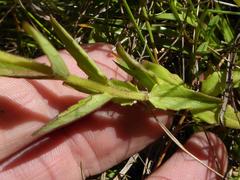 Melasma scabrum scabrum