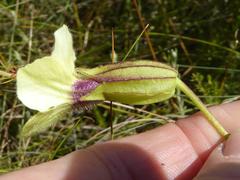 Melasma scabrum scabrum
