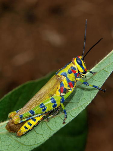 Poecilocerastis tricolor