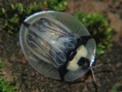 Aspidimorpha angolensis