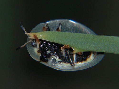 Aspidomorpha angolensis