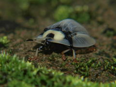 Aspidimorpha angolensis