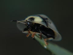 Aspidimorpha angolensis