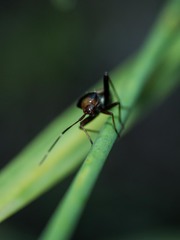 Adelphocoris vandalicus