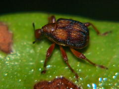Strigapoderopsis submarginatus