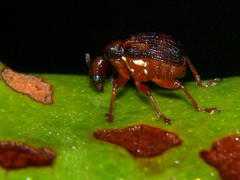 Strigapoderopsis submarginatus