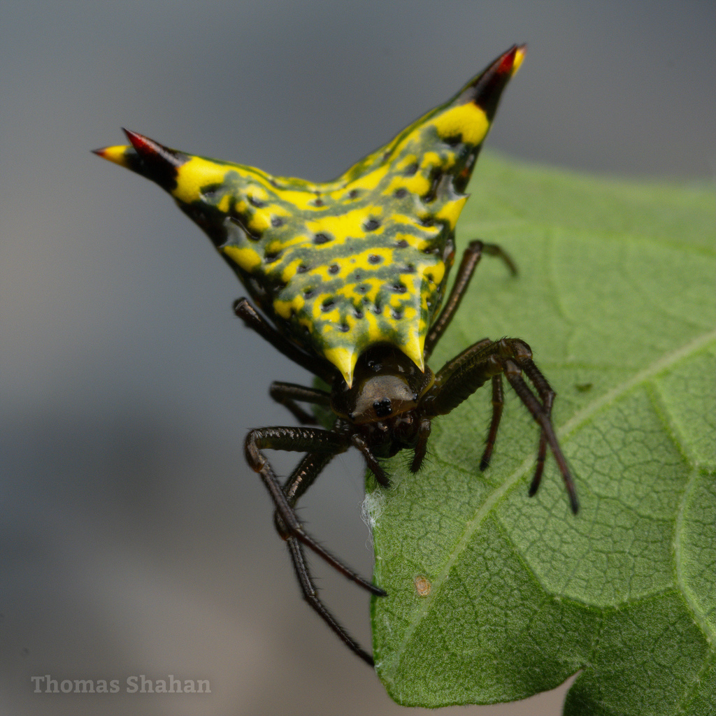 Micrathena lucasi from Pueblo Rico, Risaralda, Colombia on August 2