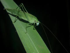 Eulioptera reticulata