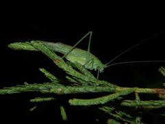 Eulioptera reticulata