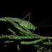 False Sickle-bearing Bushcrickets - Photo (c) william van Niekerk, some rights reserved (CC BY-NC), uploaded by william van Niekerk