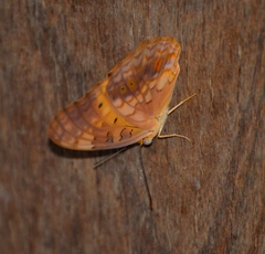 Phalanta eurytis eurytis