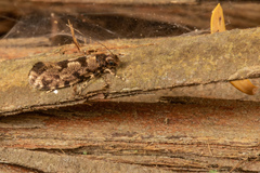 Parochmastis hilderi