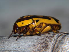 Pachnoda maculipennis