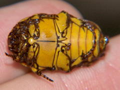 Pachnoda maculipennis