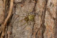 Cryptaranea atrihastula