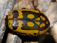 Pachnoda maculipennis