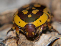 Pachnoda maculipennis