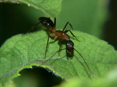 Camponotus etiolipes