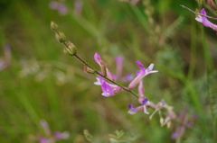 Astragalus varius