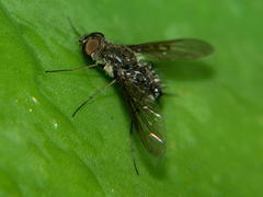 Spogostylum incisurale