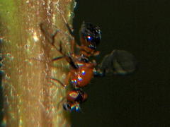 Neoepidesma thoracale