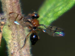 Neoepidesma thoracale