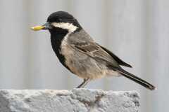 Grey Tit photo 3